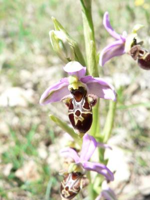 Ophrys scolopax