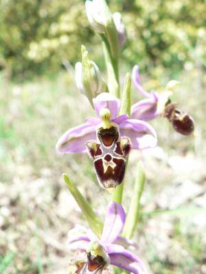 Ophrys scolopax