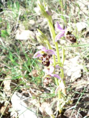 Ophrys scolopax