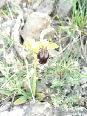Ophrys fusca