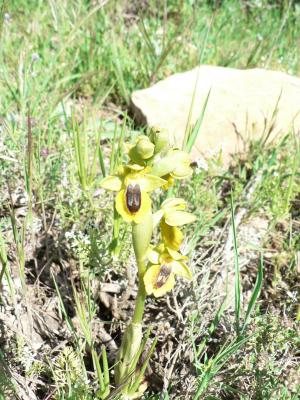 Ophrys lutea