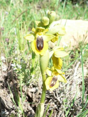 Ophrys lutea