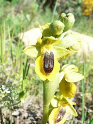 Ophrys lutea