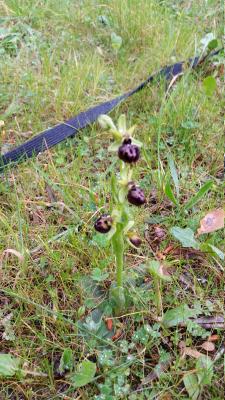  Ophrys provincialis