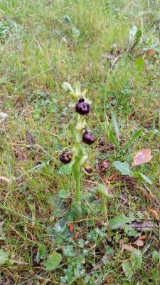  Ophrys provincialis