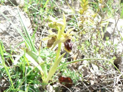 Ophrys araignée