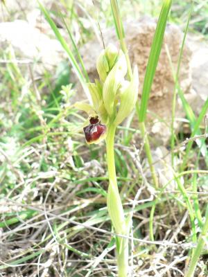 Ophrys araignée