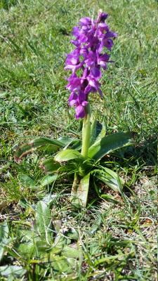 Orchis mascula