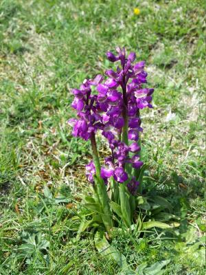 Orchis mascula