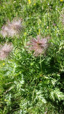 Pulsatilla montana (fructificacions)