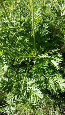 Pulsatilla montana (fulles)
