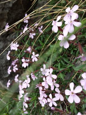 Saponaria ocymoides