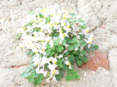 Sarcocapnos saetabensis