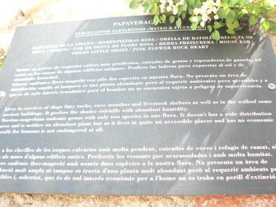 Sarcocapnos saetabensis (cartell)