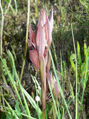 Serapias vomeracea