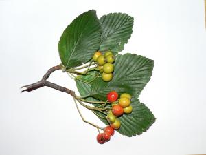 Photo de feuilles d'alisier (Sorbus aria), avec fructifications