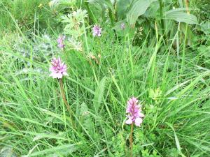 Dactylorhiza maculata dans une mouillère