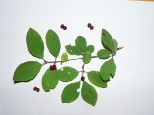 Photo d'un rameau de bourdaine avec ses fruits (Rhamnus frangula)