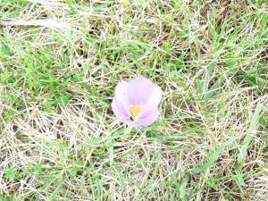 Colchique (Colchicum autumnale)