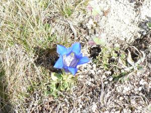 Gentiane acaule (Gentiana acaulis)