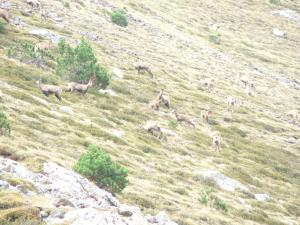 Isards (Rupricapra pyrenaica) sur le Madres