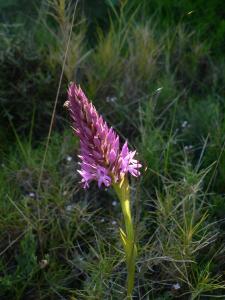 Orchis pyramidal