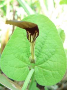 Aristolochia rotunda