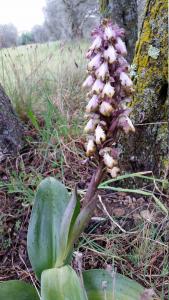 Orchis géant