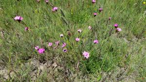 Dianthus