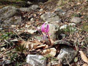 Erythronium dens-canis