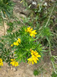 Genista linifolia