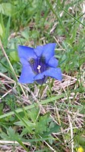 Gentiana acaulis