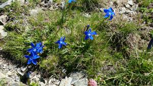 Gentiana verna