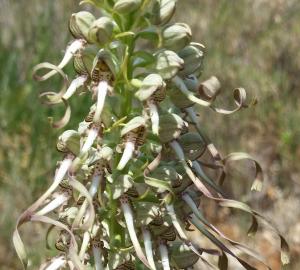 Orquídia del llangardaix