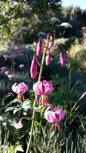 Lilium martagon