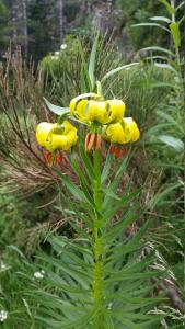 Lilium pyrenaicum