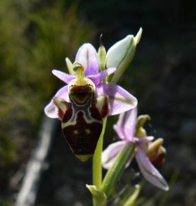 Orquídia becada