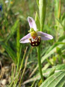 Orquídia abella