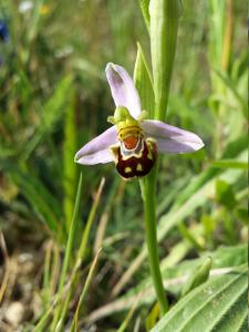 Ophrys abeille