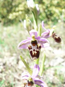 Ophrys scolopax