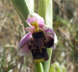 Ophrys bécasse (hybride ?)