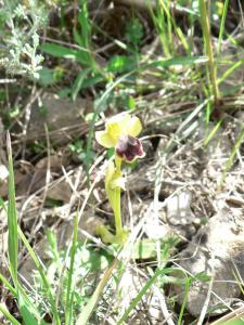 Ophrys fusca