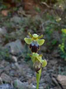 Ophrys brun