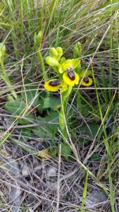 Ophrys jaune