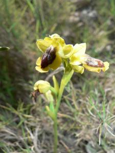 Ophrys jaune