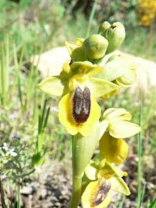 Ophrys lutea