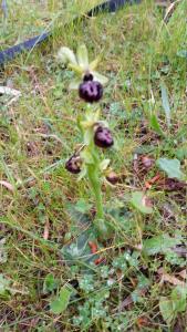  Ophrys provincialis