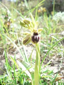 Ophrys araignée