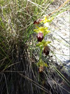 Ophrys brun