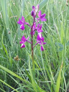 Anacamptis laxiflora